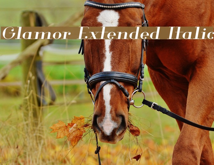 Glamor Extended Italic Font examples