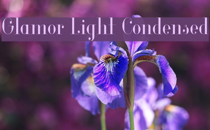 Glamor Light Condensed Font examples