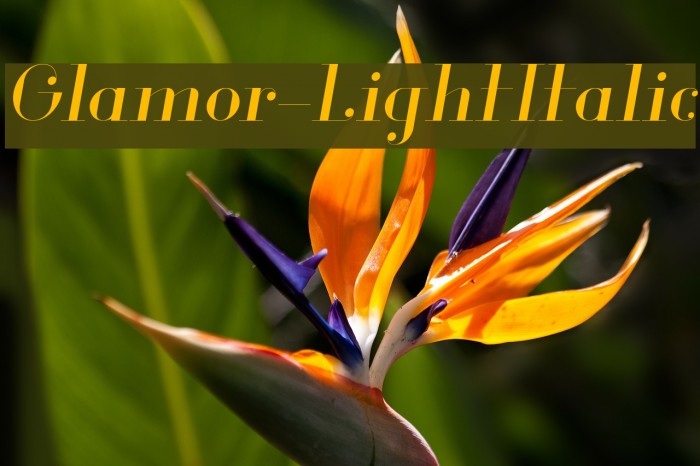 Glamor-LightItalic Example 2