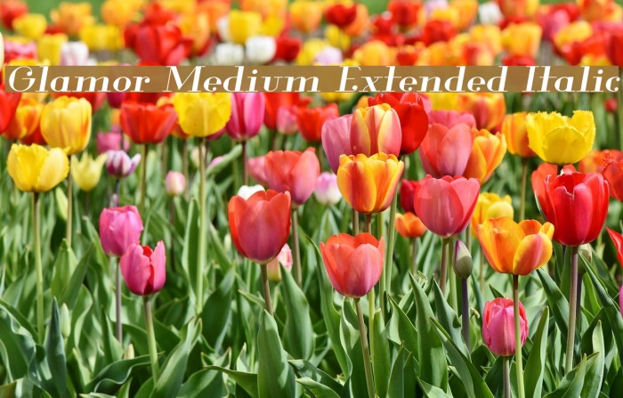 Glamor Medium Extended Italic Font examples