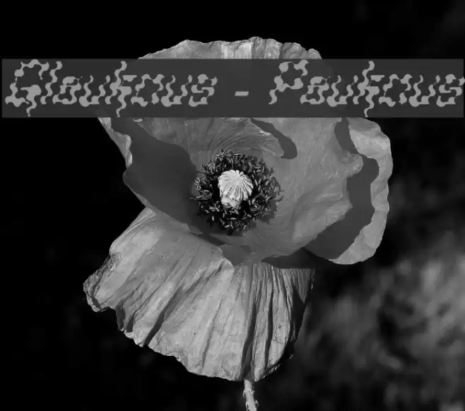 Glaukous - Paukous Font examples