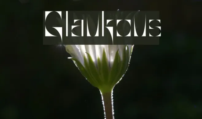 Glaukous Example 1