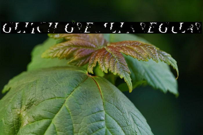 Glitch Gremlin Regular Example 3