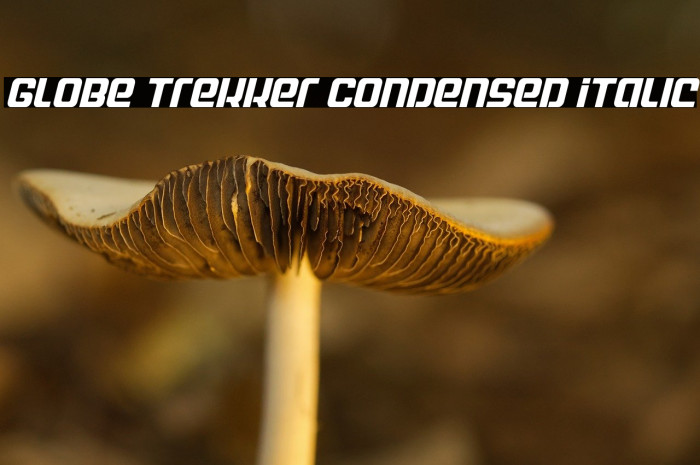 Globe Trekker Condensed Italic Example 3