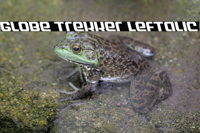 Globe Trekker Leftalic Example 1