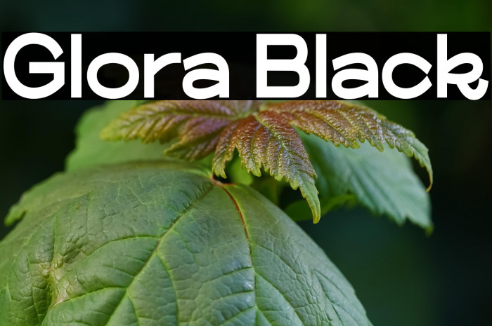 Glora Black Example 2