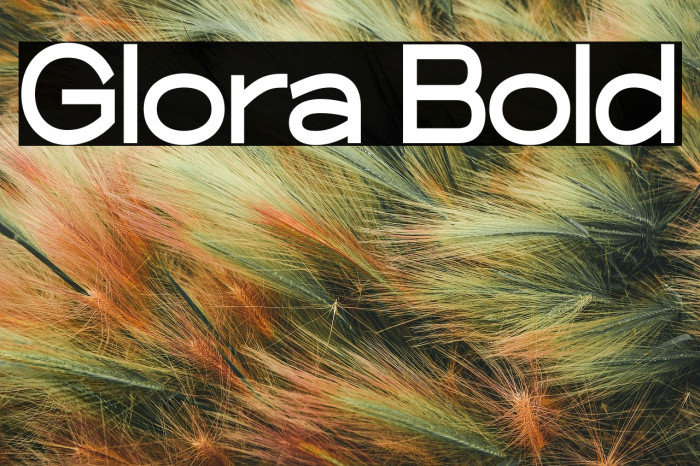 Glora Bold Example 2
