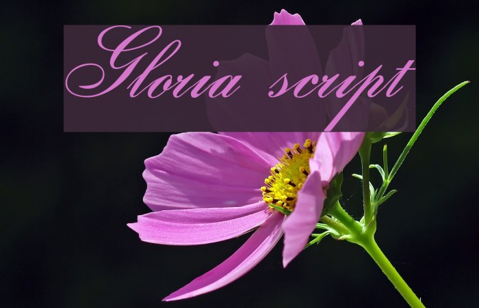 Gloria script Font examples