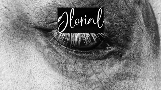 Glorial Font examples