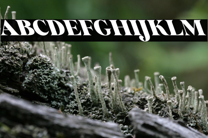 Glory Sunshine Oblique Example 1