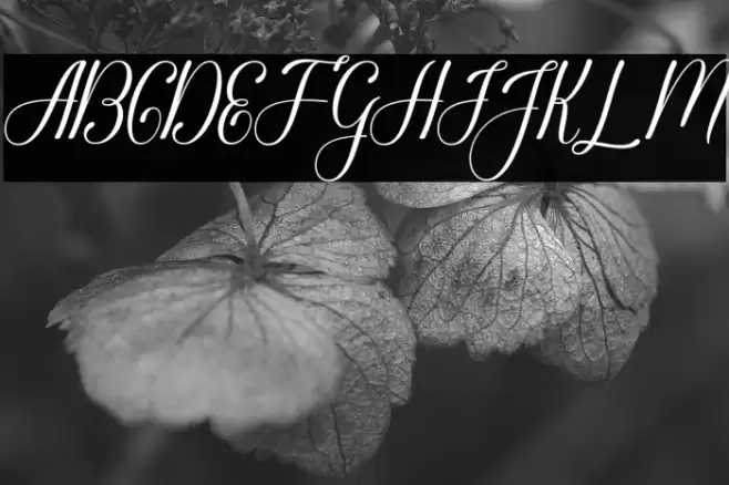 Glorylove Polices examples