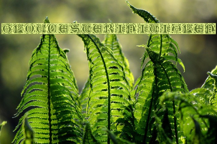 GloucesterInitialen Font examples