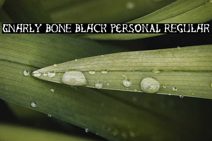 Gnarly Bone Black PERSONAL Regular Example 1