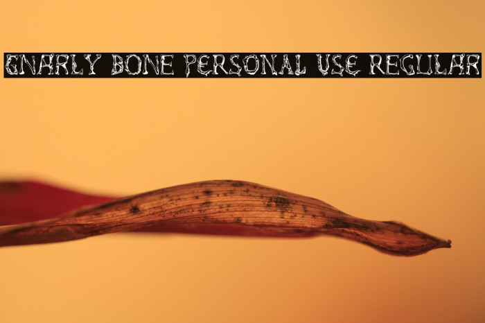 Gnarly Bone PERSONAL USE Regular Example 1