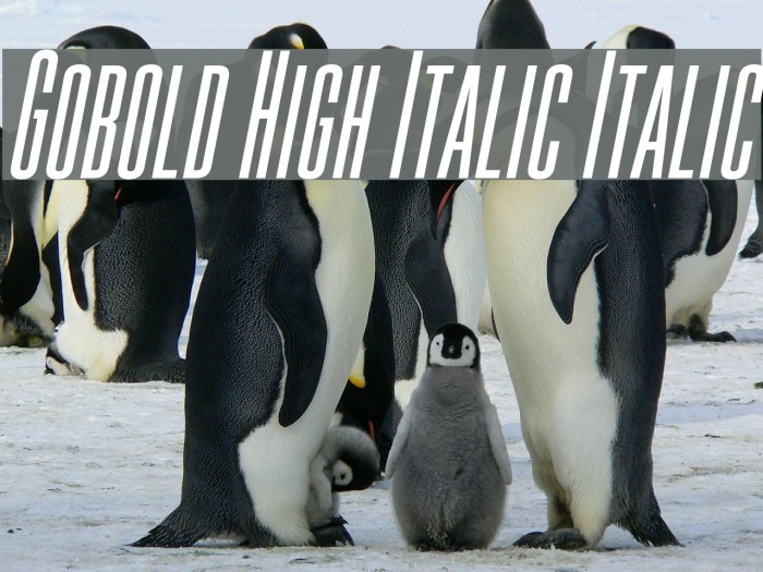 Gobold High Italic Italic Font examples