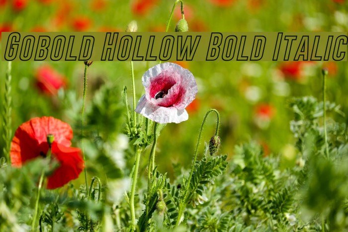 Gobold Hollow Bold Italic Font examples