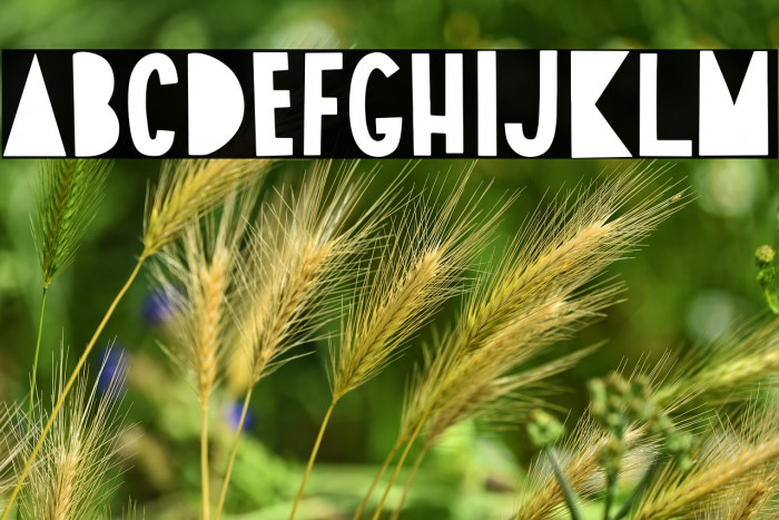 Goes To Japan Example 1