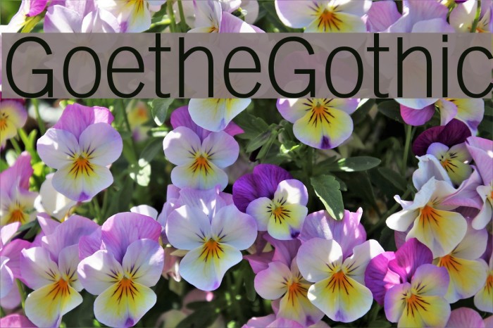 GoetheGothic Font examples