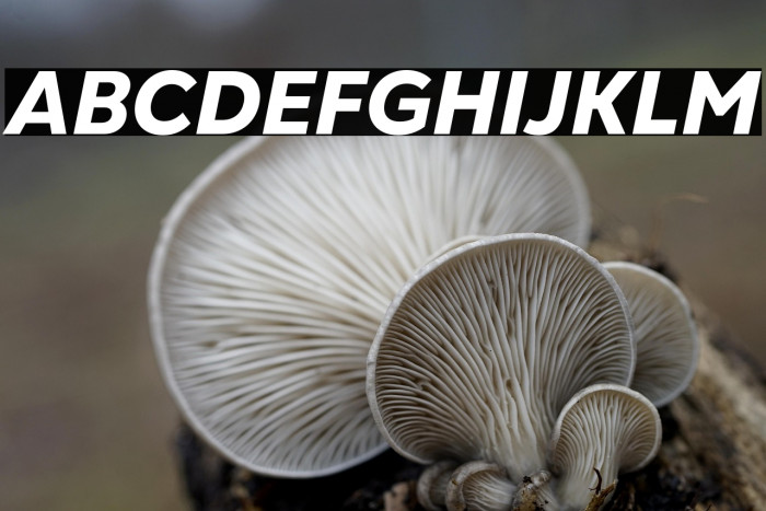 Gogh Extra Bold Italic Example 1