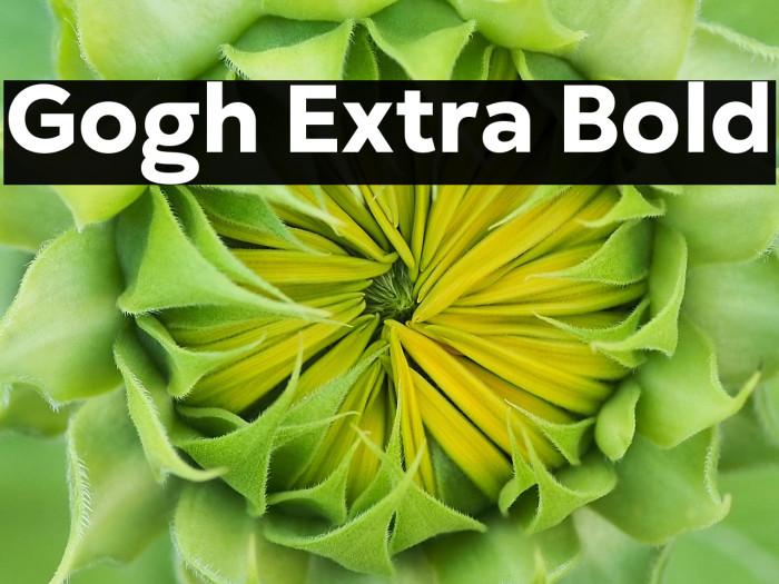 Gogh Extra Bold Example 1