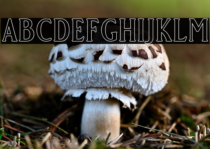 GoldCoastFree-Outline Example 1