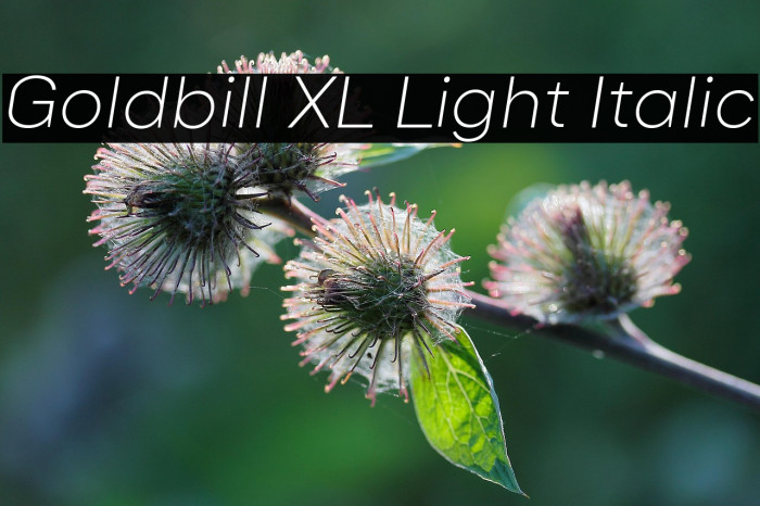 Goldbill XL Light Italic Example 3