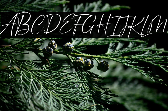 Golden Dream Example 3