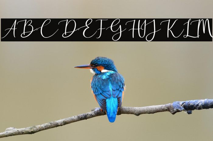 Golden Motion Demo Version Example 2