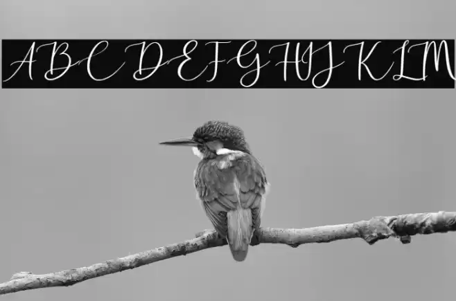 Golden Motion Demo Version Font examples