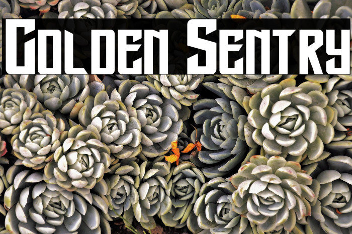 Golden Sentry 字体 examples