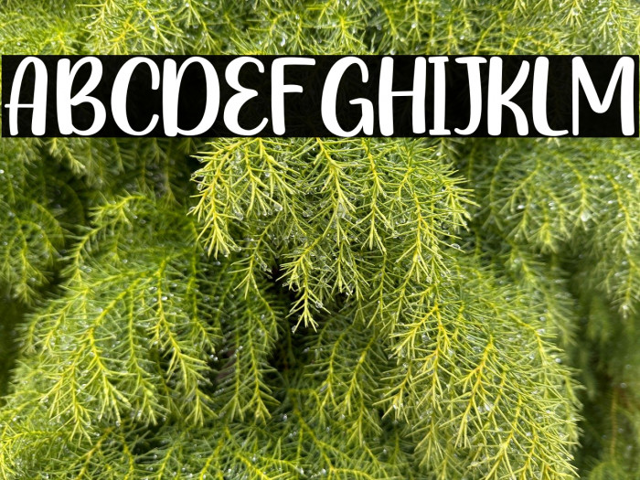 GoldenCheese-Regular Example 1