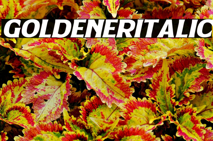 Goldener Italic Example 2