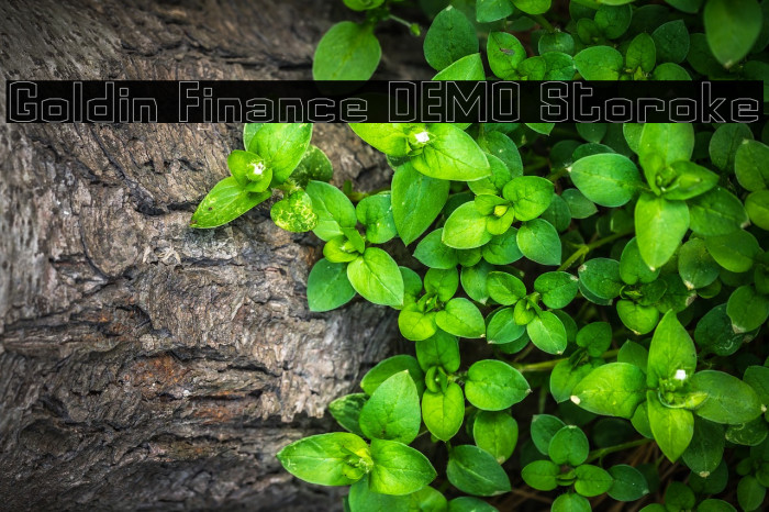 Goldin Finance DEMO Storoke Font examples