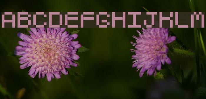 GoldyRound Normal Font examples