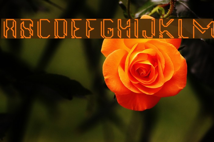 GollanBill Font examples
