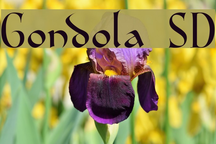 Gondola SD Font examples