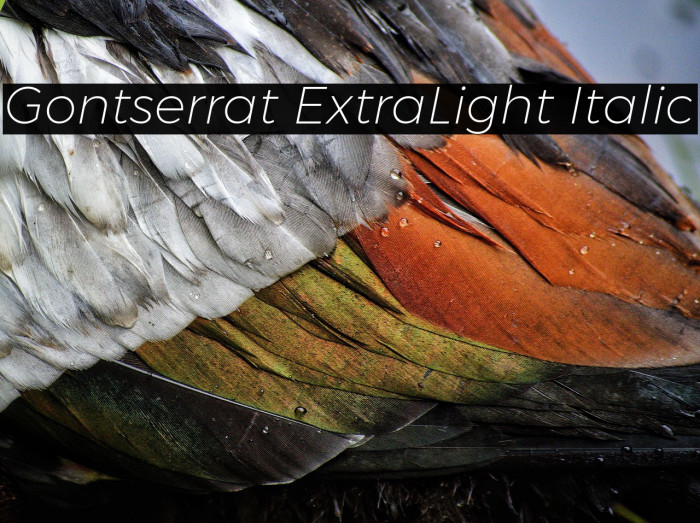Gontserrat ExtraLight Italic Example 3