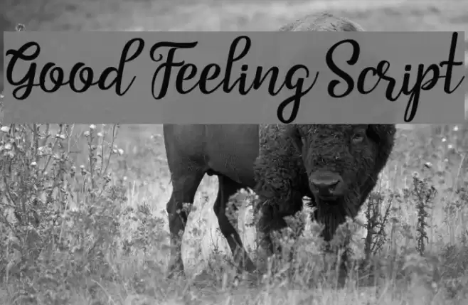 Good Feeling Script フォント examples
