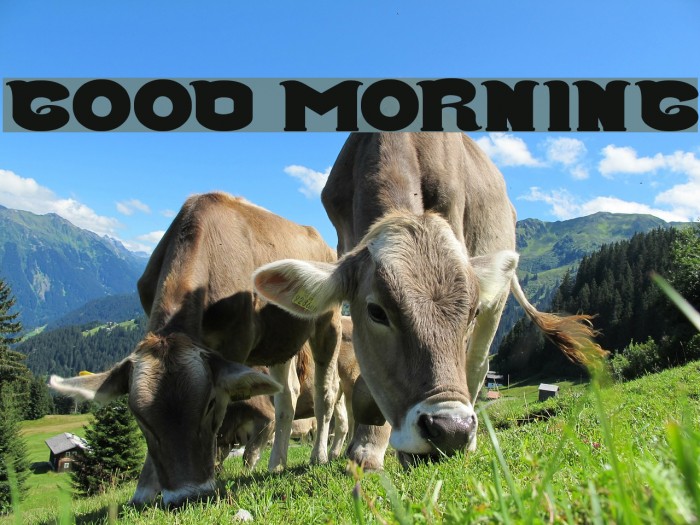 Good Morning Font examples