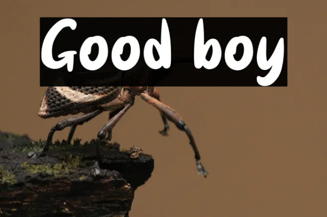 Good boy Example 1