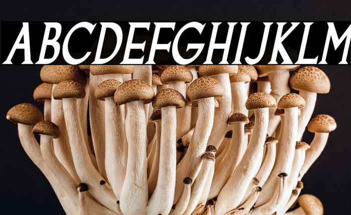 Goodfish-BoldItalic Example 2