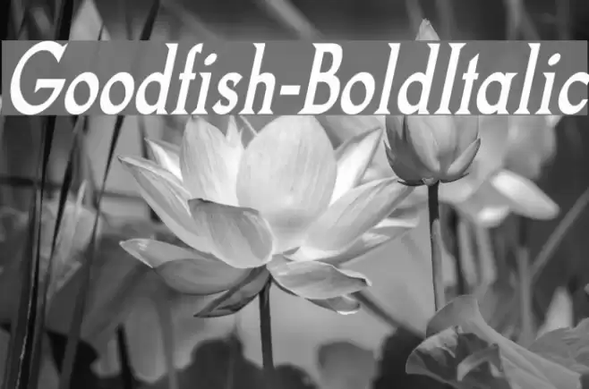 Goodfish-BoldItalic Font examples