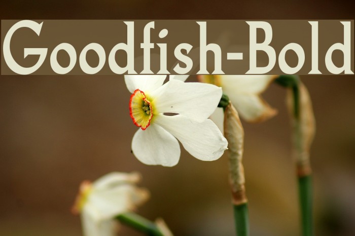 Goodfish-Bold Font examples
