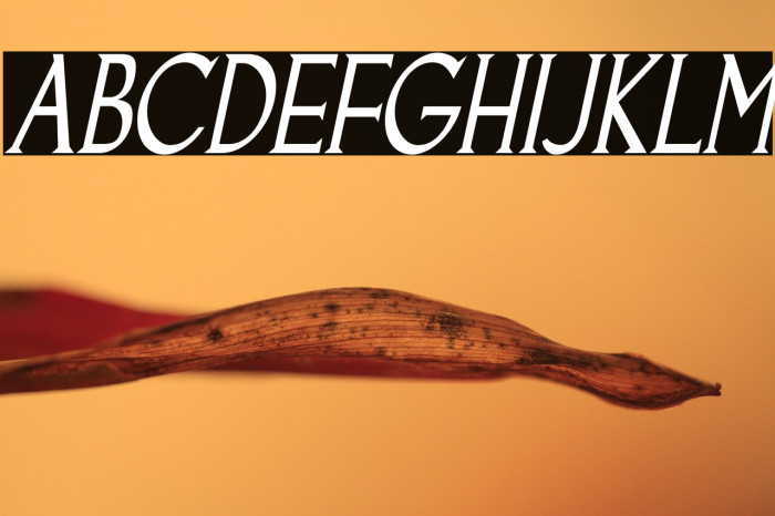 Goodfish-Italic Example 2