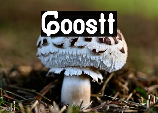 Goostt Example 3