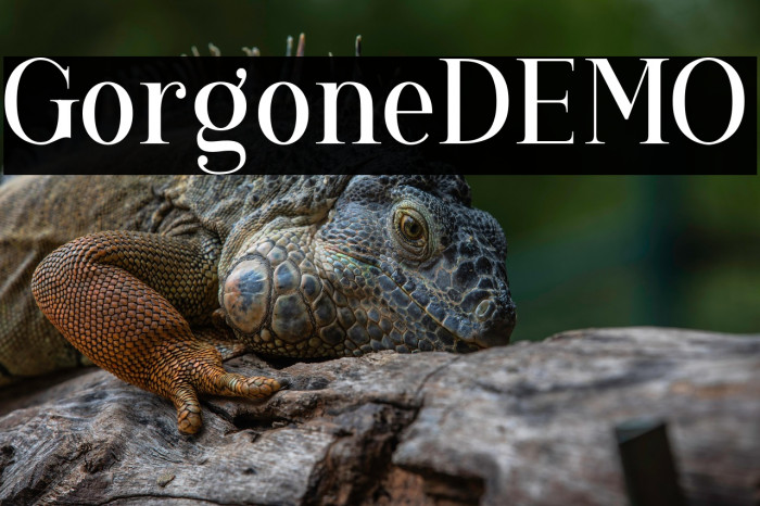 GorgoneDEMO Example 2