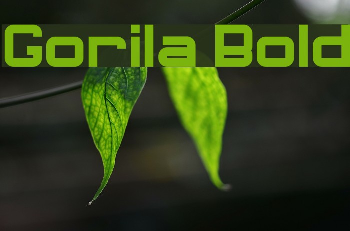 Gorila Bold Example 1