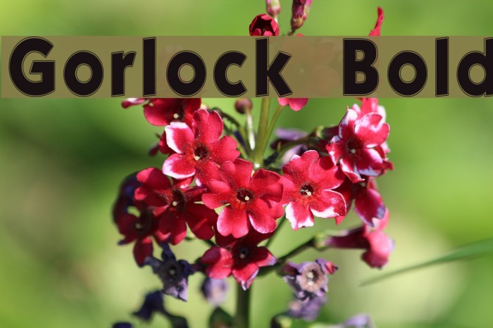 Gorlock Bold フォント examples