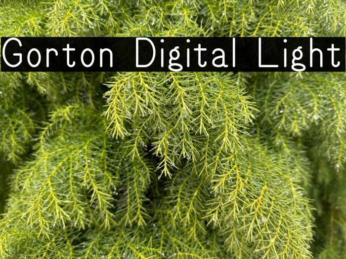 Gorton Digital Light Example 3