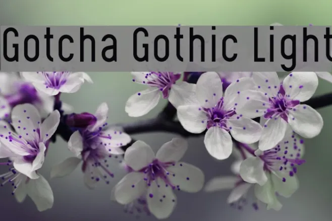 Gotcha Gothic Light Example 2